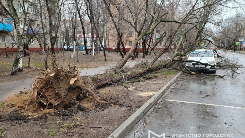 В Москве к полудню сильным ветром повалено 59 деревьев, есть поврежденные автомобили