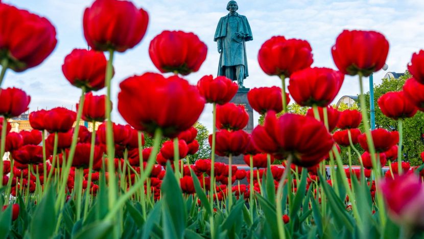 Почти 15 миллионов тюльпанов высадят на клумбы в Москве