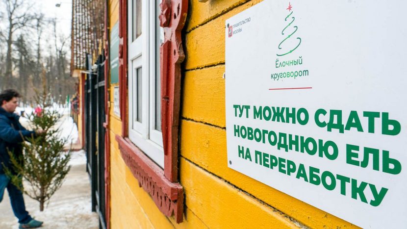 Участники проекта "Город заданий" отправили на переработку более 6 тысяч новогодних елок