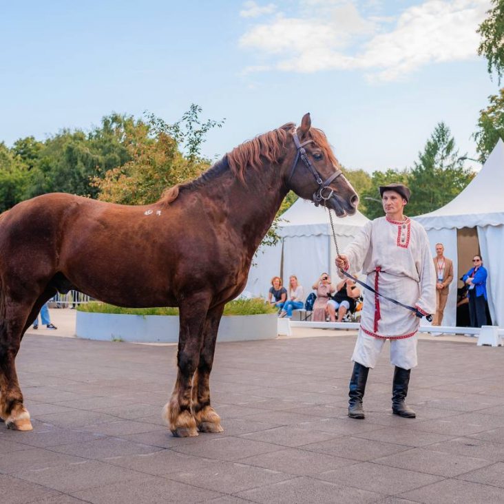 Лучших лошадей России покажут на фестивале в парке "Кузьминки"