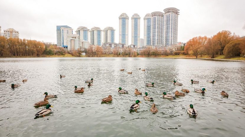 Мосфильмовский пруд привели в порядок на западе столицы