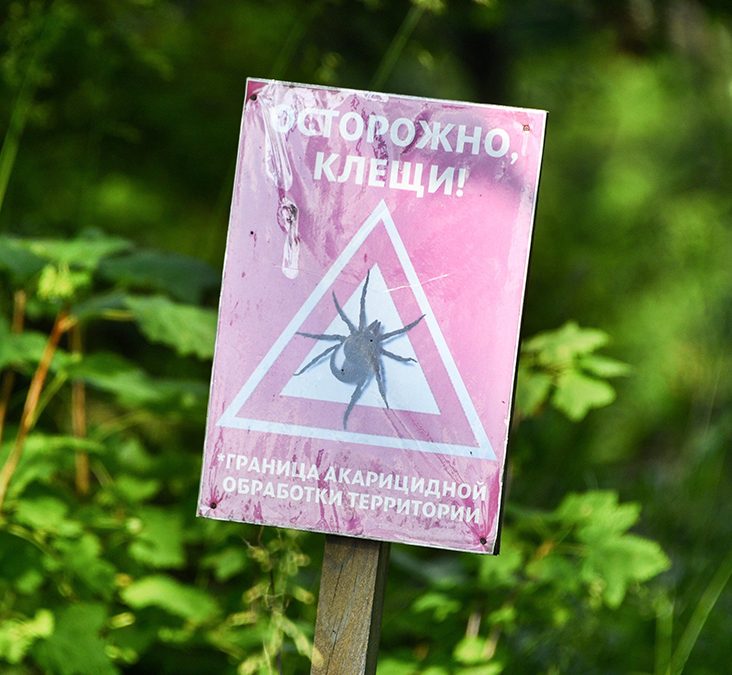 Случаи укусов клещей зафиксированы в популярных парках