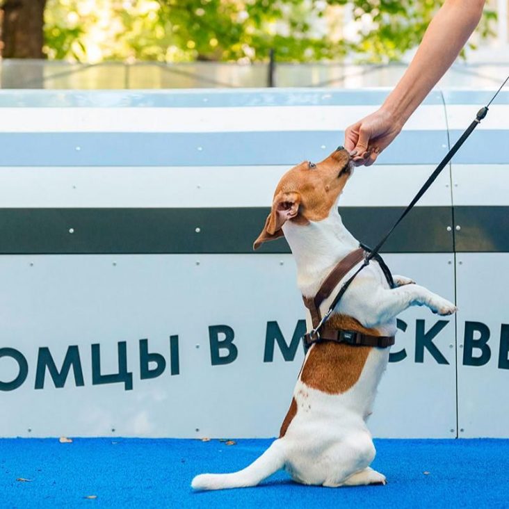 Образовательный проект "Школа кинолога" начал работу в Москве