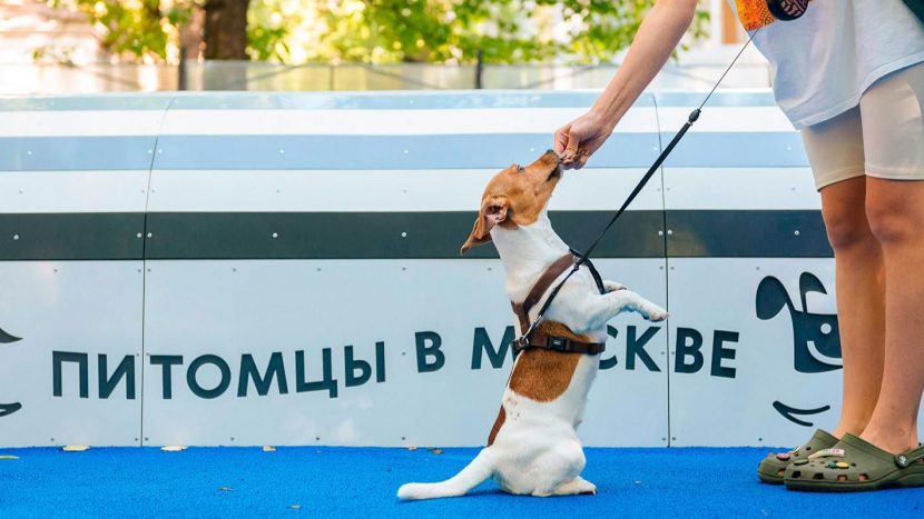 Образовательный проект "Школа кинолога" начал работу в Москве