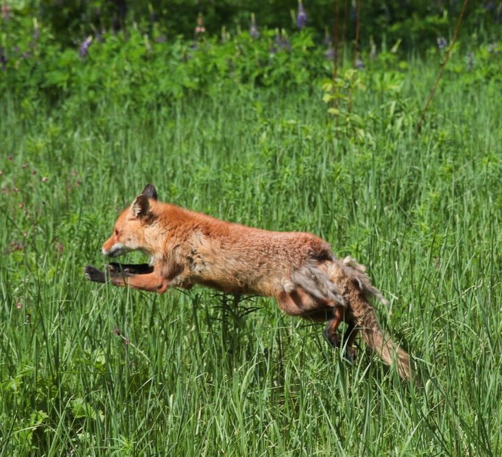 Неоднократно замеченную в центре столицы лису выпустили в подмосковный лес