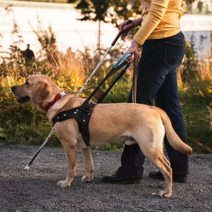 Фотовыставка, посвященная собакам-поводырям, откроется в музее-усадьбе "Люблино"