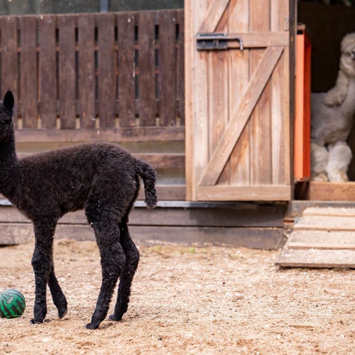 Горожане выбрали имя для юной алпаки из "Городской фермы" на ВДНХ