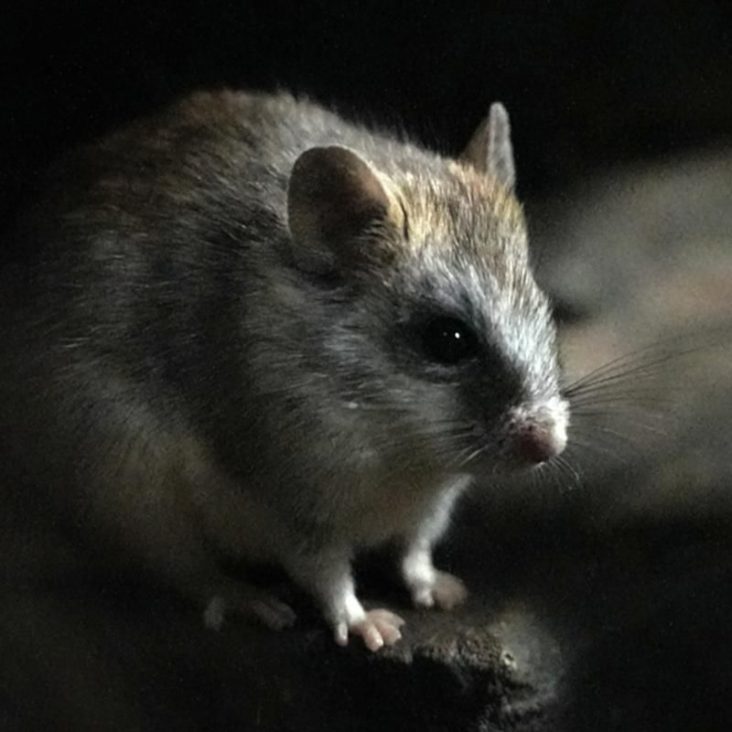 Акациевые крысы вернулись в экспозицию Московского зоопарка после 10-летнего перерыва