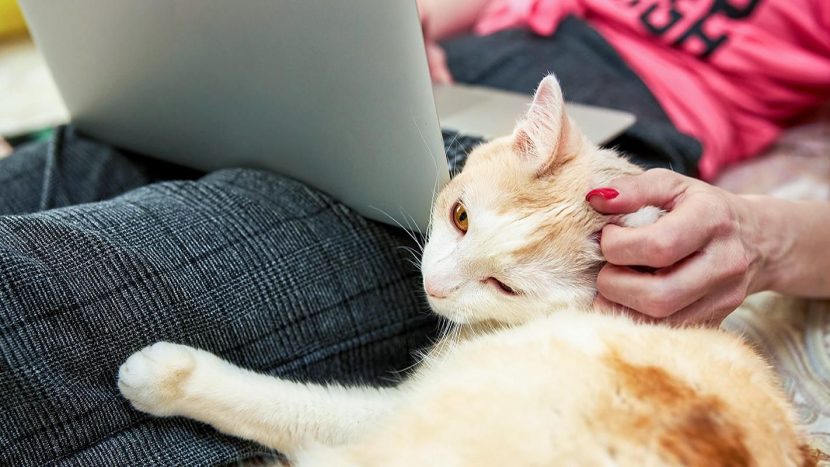 Новый сервис для выбора животных из приютов заработал в Москве