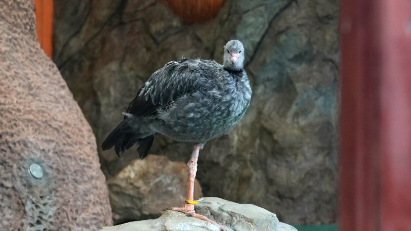 Хохлатые паламедеи поселились в Московском зоопарке