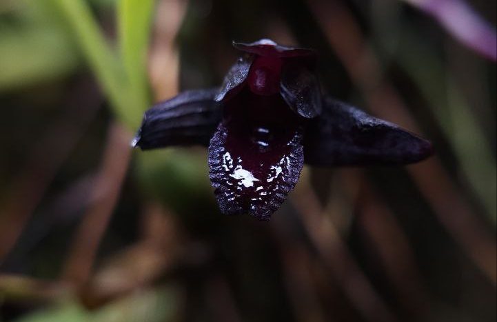 В "Аптекарском огороде" расцвела самая черная орхидея в мире
