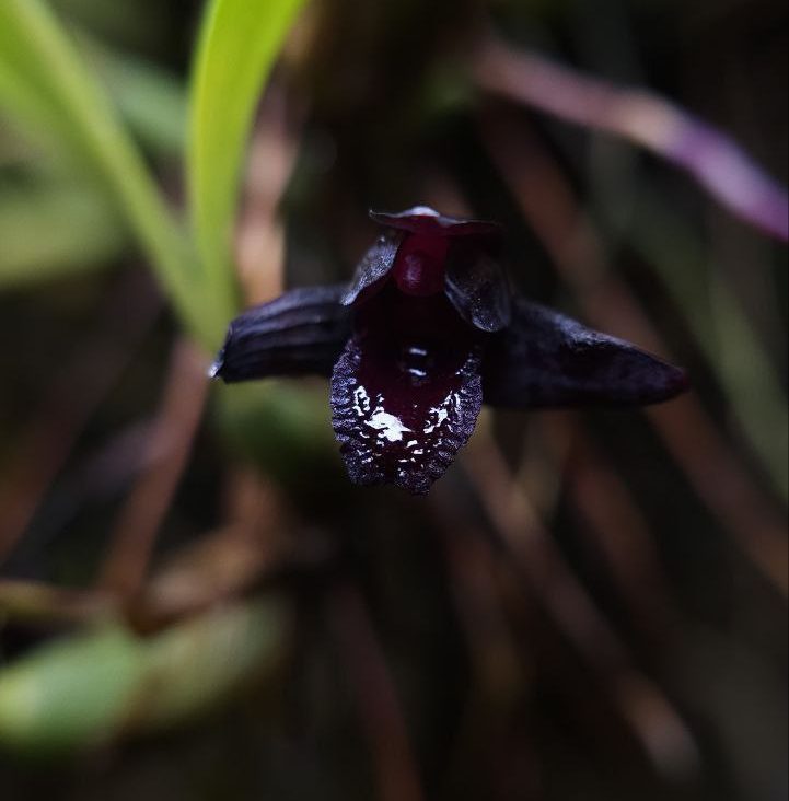 В "Аптекарском огороде" расцвела самая черная орхидея в мире