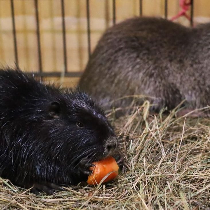 На "Городской ферме" ВДНХ поселились две нутрии
