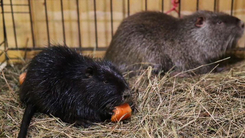 На "Городской ферме" ВДНХ поселились две нутрии