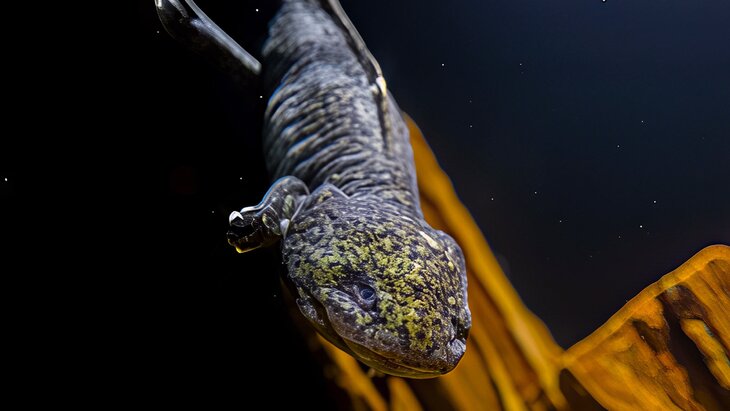 Черно-золотой аксолотль появился в Москвариуме
