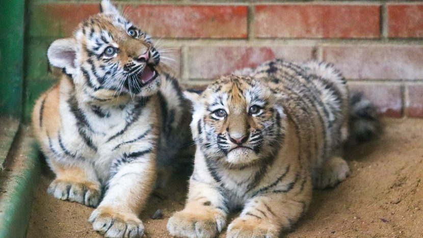 Два амурских тигренка родились в Московском зоопарке