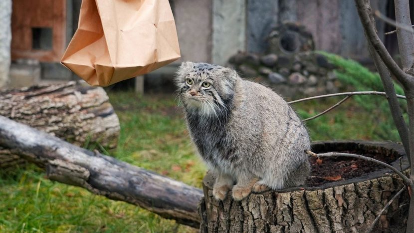 Манул Тимофей завершил процесс зажировки к зиме