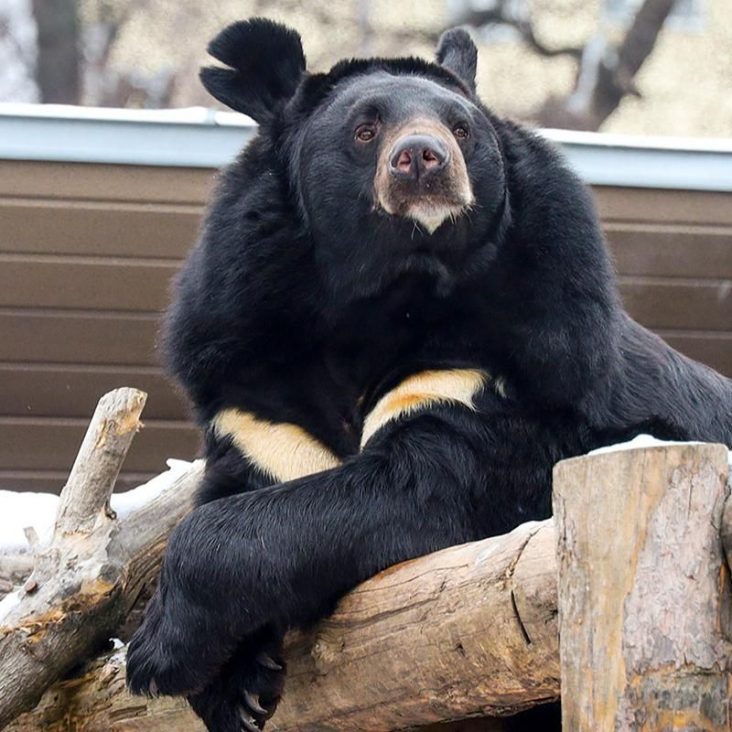 Медведь Вася из Московского зоопарка впервые впал в спячку