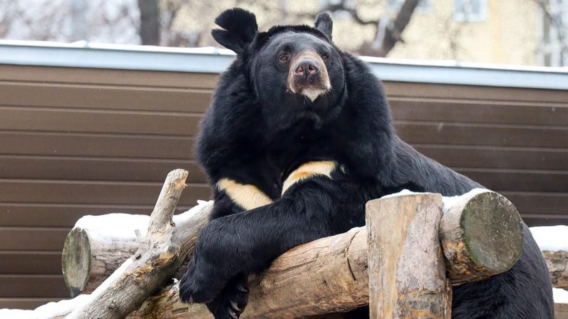 Медведь Вася из Московского зоопарка впервые впал в спячку