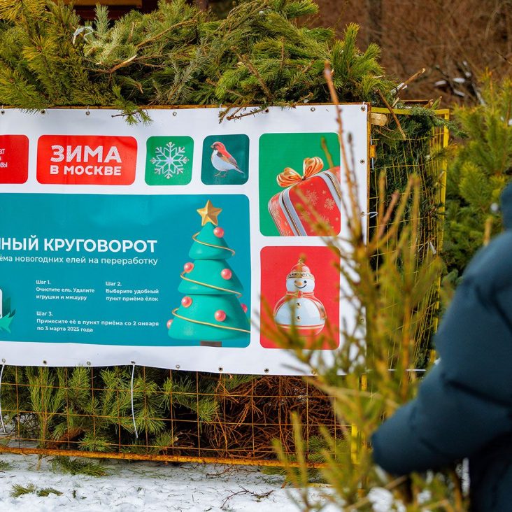 Пункты приема елок откроются в январе 2026 года