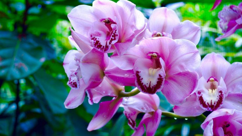 Фестиваль орхидей пройдет в "Аптекарском огороде"