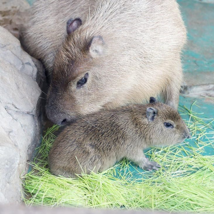 В Московском зоопарке около 600 детенышей появились на свет в 2025 году