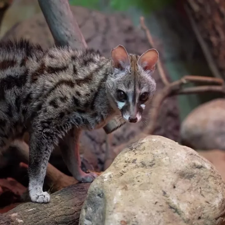 В Московском зоопарке впервые поселилась пятнистая генета