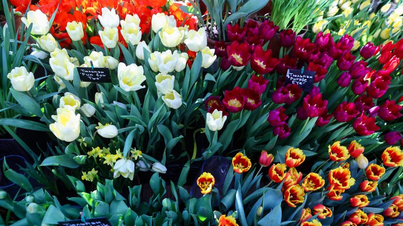Цветущие тюльпаны и другие цветы представят в "Аптекарском огороде"