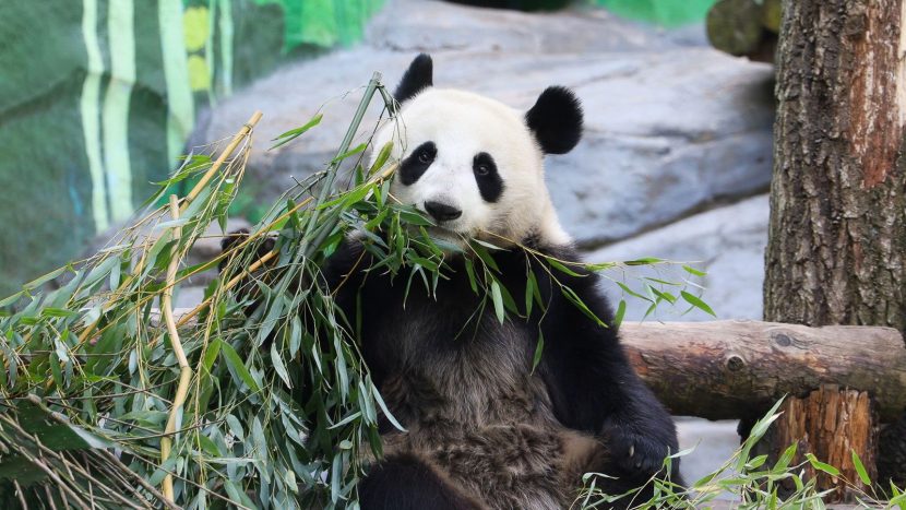 В Московском зоопарке постороят уникальный вольер для панды Катюши