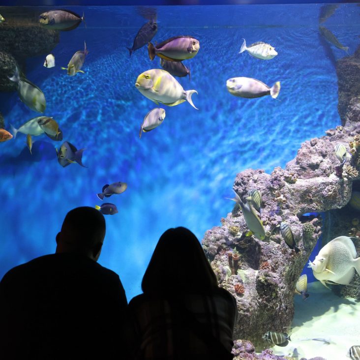 Выставка "Океан любви" откроется ко Дню всех влюбленных в "Москвариуме"