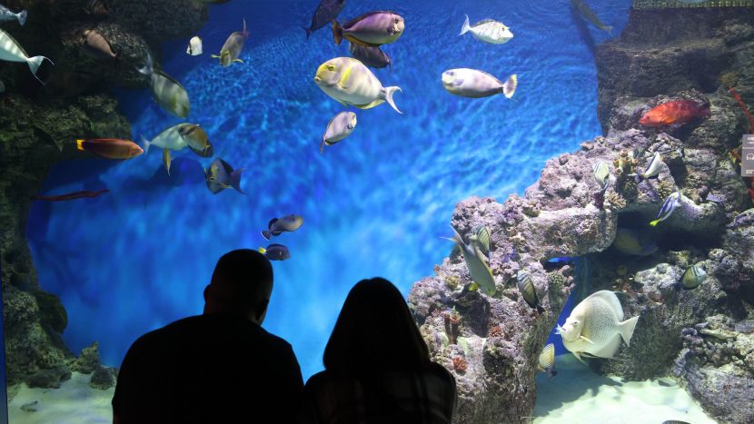 Выставка "Океан любви" откроется ко Дню всех влюбленных в "Москвариуме"