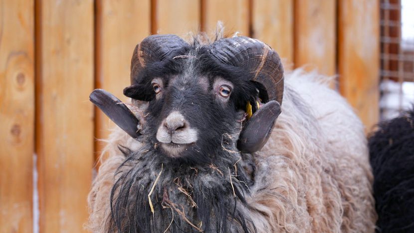 Барашек уникальной породы уэссан поселился в Московском зоопарке