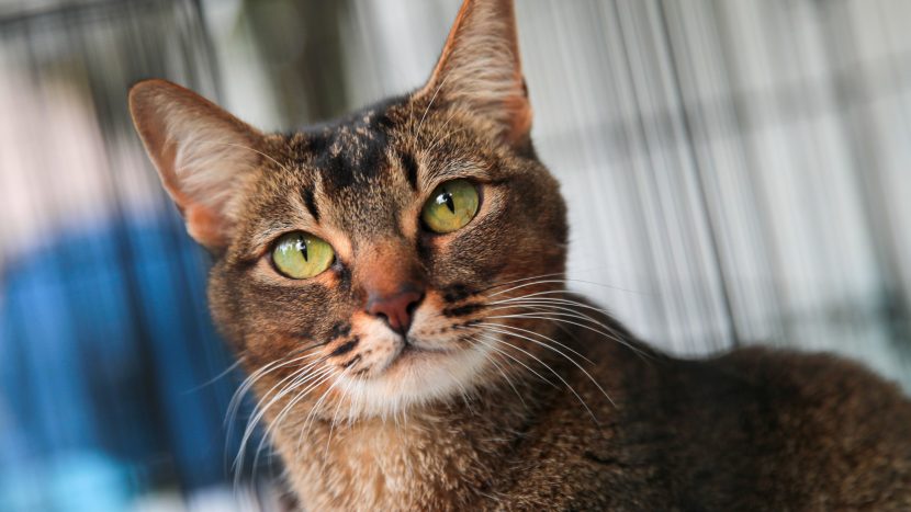 Столичные ветеринары спасли кота, отравившегося антифризом