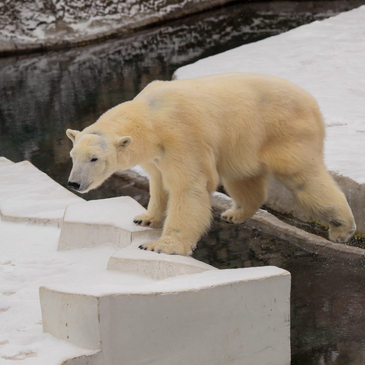 Международный день полярного медведя отметят в зоопарке