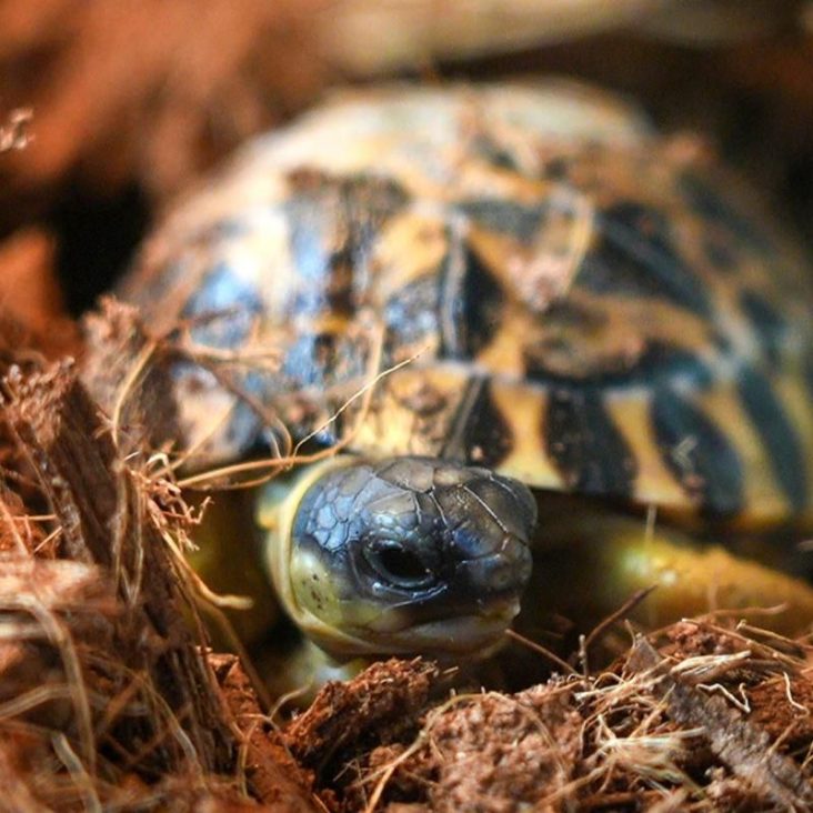 Три детеныша лучистой черепахи появились на свет в Московском зоопарке