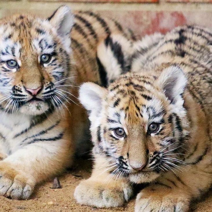 Москвичи выберут имена для амурских тигрят