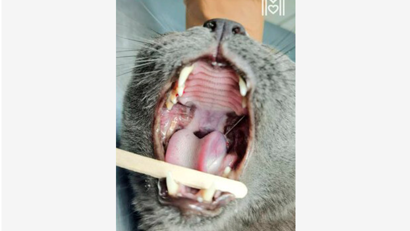 Столичные врачи спасли кота с 10-сантиметровой швейной иглой в пасти