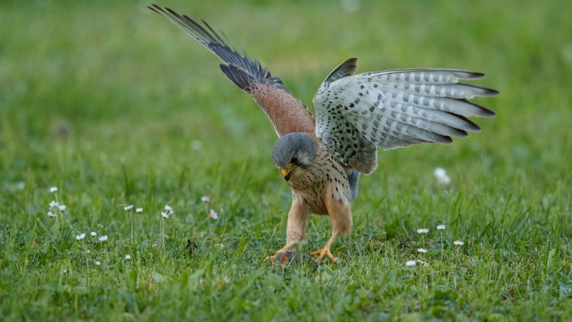 Соколы-сапсаны вернулись под шпиль главного здания МГУ после зимовки