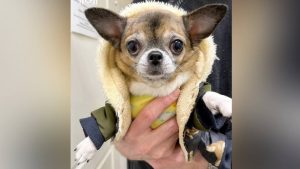 Московские ветеринары удалили собаке опухоль, составлявшую четверть ее веса