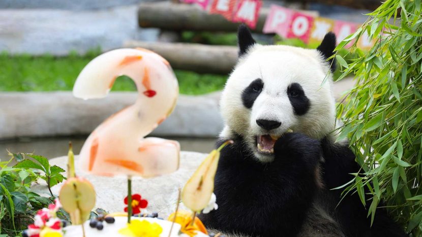 Международный день панды отметят в Московском зоопарке