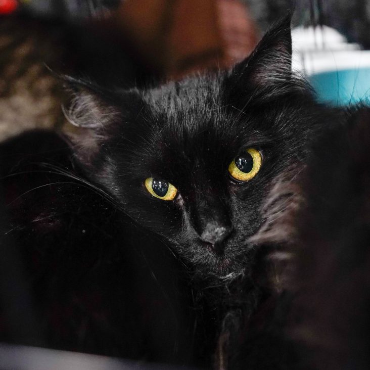 Кличка Бегемот стала одной из самых популярных у москвичей