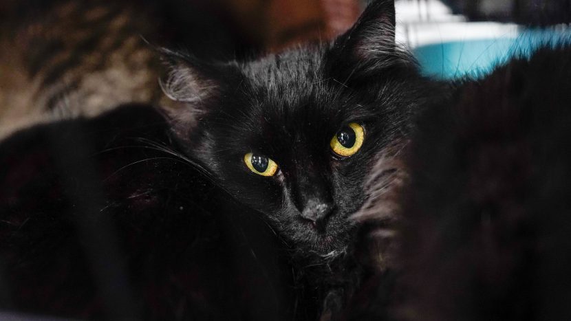 Кличка Бегемот стала одной из самых популярных у москвичей