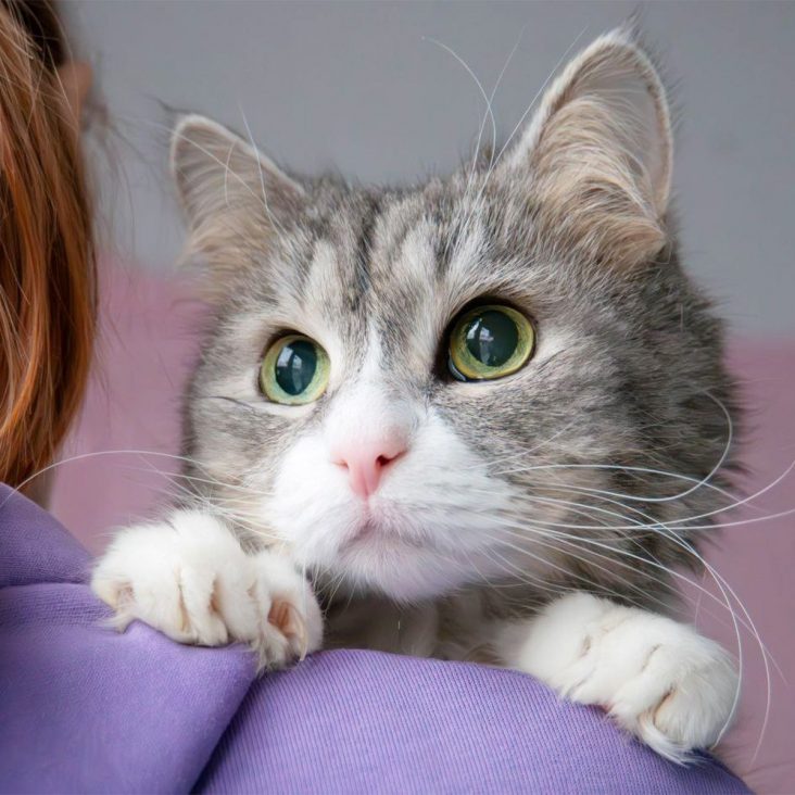 Погладить, познакомиться и забрать домой: выставка-пристройство животных пройдет в культурном центре "Зеленоград"