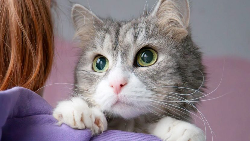 Погладить, познакомиться и забрать домой: выставка-пристройство животных пройдет в культурном центре "Зеленоград"