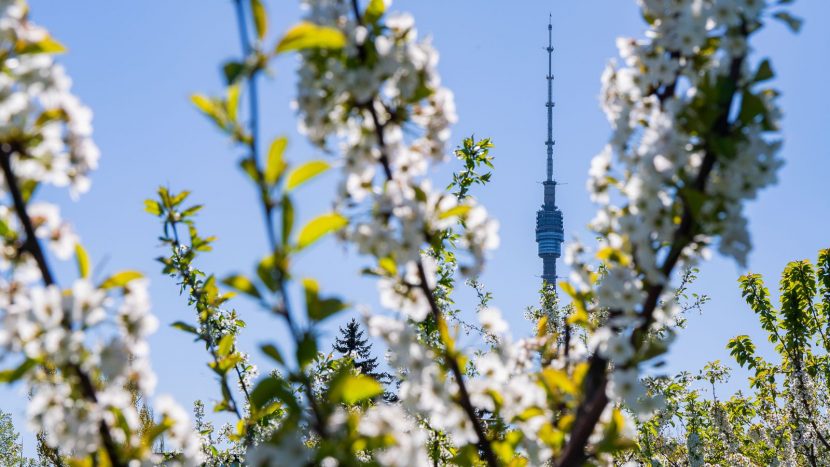 Около полумиллиона цветов распустится на ВДНХ в апреле