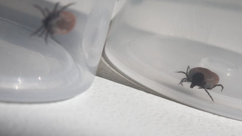 В Москве и Подмосковье проснулись клещи