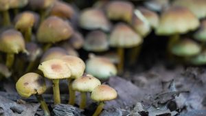 Первые весенние грибы могут появиться в столичном регионе через полторы недели