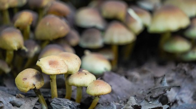 Первые весенние грибы могут появиться в столичном регионе через полторы недели