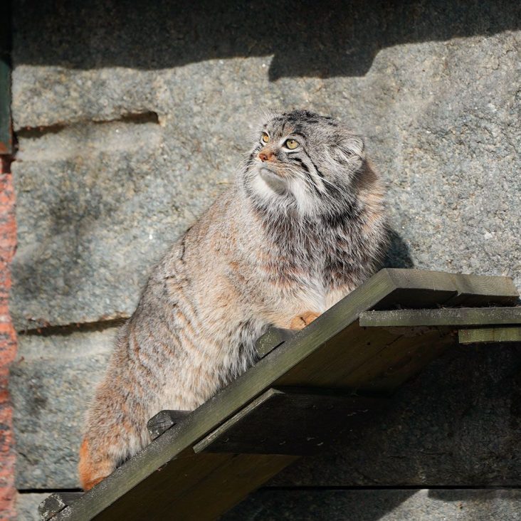 Традиционная разжировка началась у манула Тимофея