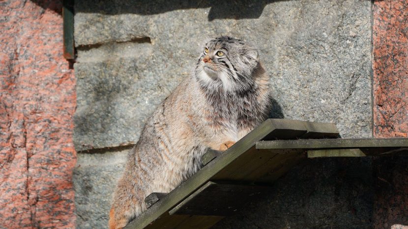 Традиционная разжировка началась у манула Тимофея